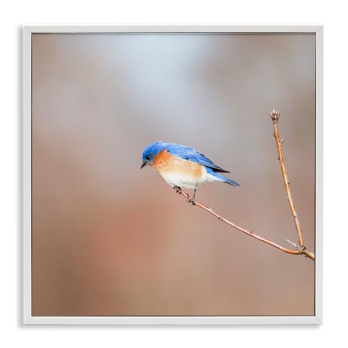 Stupell Industries Lone Blue Jay Bird Tree Simple Design, Design by Daniel Sproul