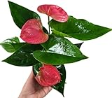 Anthurium Live Plant Pink Flowers - Anthurium Andraeanum Pink Flower - Anthurium Plants Live House Plants - Heart-Shaped Leaves - Available in 4' & 6' Pot - CA Seller (Small Plant, 4' Pot)