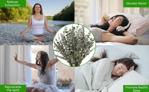 Ruidazon 16 Pcs Dried Eucalyptus Stems, 18" Natural Preserved Fresh Eucalyptus Branches Bundle Real Eucalyptus Plants Leaves For Home Wedding Diy Baby Shower Flower Arrangements Decor #TOP5