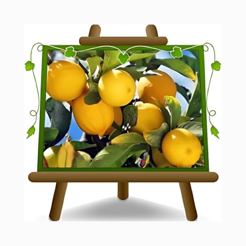 Citrus Limon - Limón cítrico - árbol joven - planta frutal en maceta 22 - árbol max 95 cm - cultivo Italia
