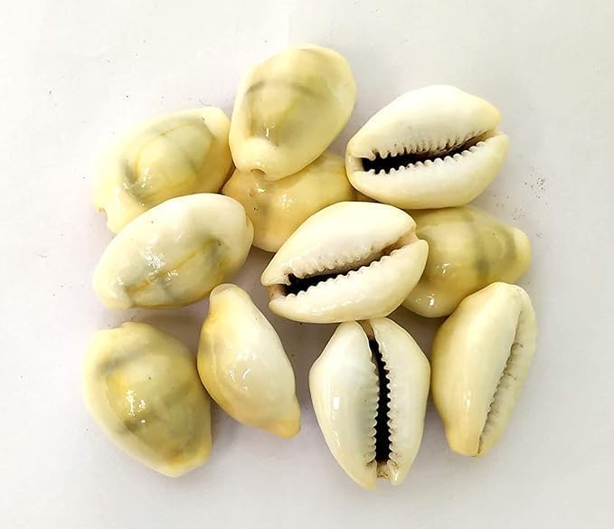 Anshraj Neelam Ratna Lakshmi Peeli | Yellow Kawri Sea Shells | Natural Yellow Cowrie Shells for Laxmi & Diwali Pooja (Pack of 51)