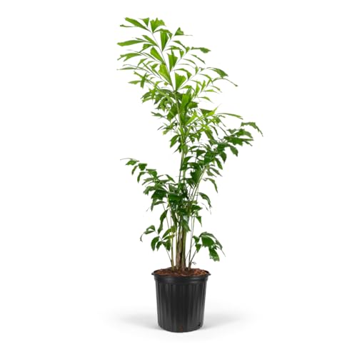 Fish Tail Palm Tree, Caryota Mitis - Live...