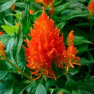 Park Seed Celosia - Semillas de plantas de flores, fáciles de cultivar, perfectas para jardín de primavera, naranja flamma, paquete de 50