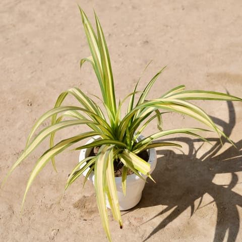 Bedroom Plants Pandanus/Screwpine in 8 Inch Classy White Plastic Pot-image-29