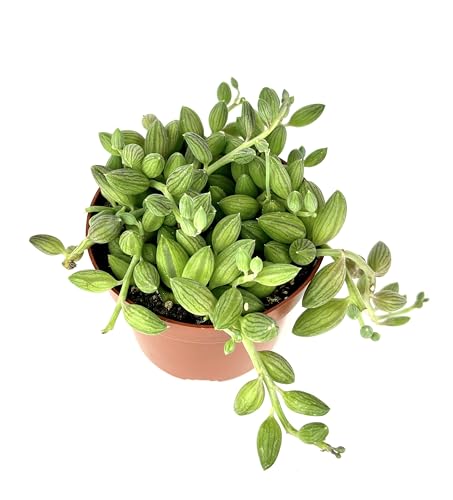 String of Watermelons Succulents Curio Herreanus, 4' Pot