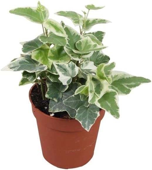 Hiedra Inglesa Variegata Planta Natural ...