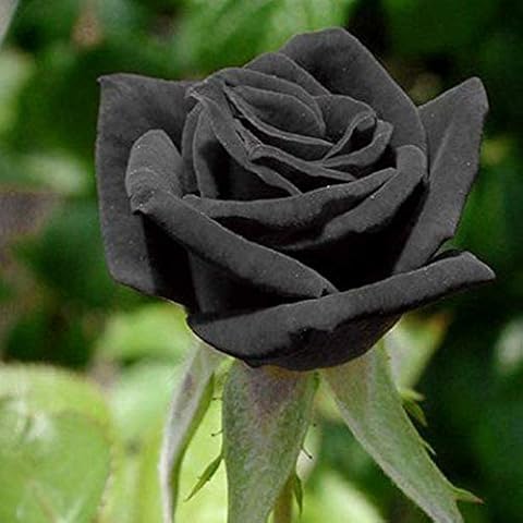 AchidistviQ 20Pcs Black Rose Seeds Perennial Hardy Garden Plants Rare Rose Flowers Outdoor Plant Fragrant Flowers Black Cover