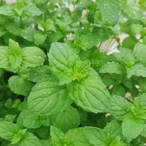 semillas de menta organicas - maceta de bonsái plantas decorativas semillas de plantas planta de menta semillas de hortalizas semillas organicas semillas de hortalizas de invierno 350pcs