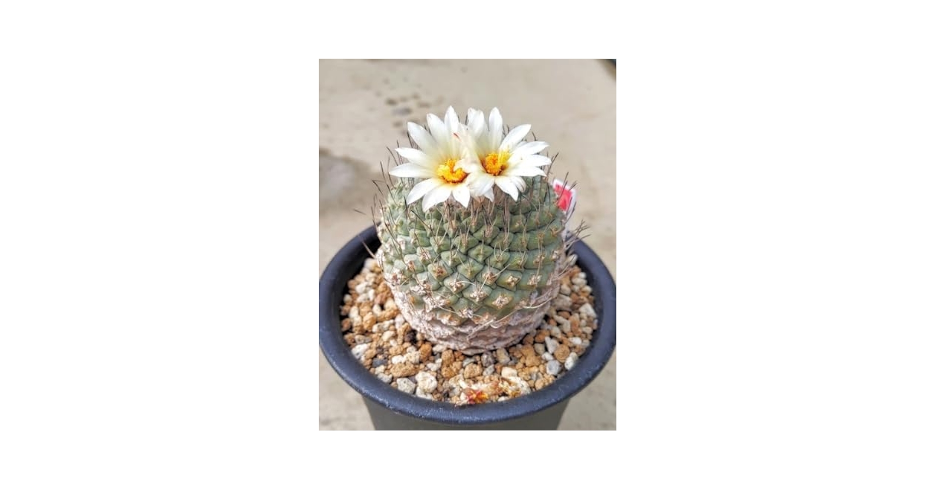 Amazon.co.jp: 自家採種“種子”300粒Strombocactus disciformis