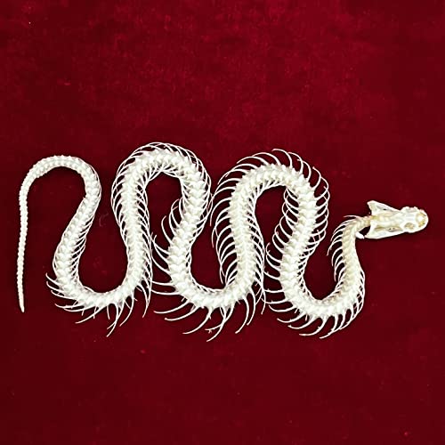 CLLOEAT Taxidermy Real Animals Skulls, Real Bones Specimen, Taxidermy Supplies for Science Education, Special Gift (Snake Skeleton)