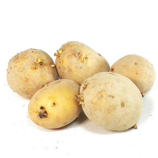 アイマサリ種芋　20キロ Amazon.co.jp: ジャガイモ・アイマサリ 種芋 500g 秋植え用ジャガイモ