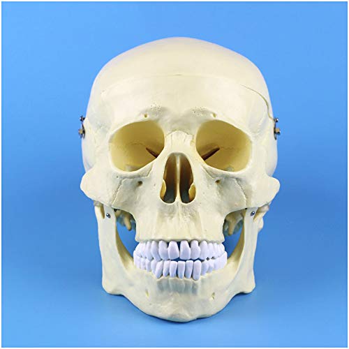 sjdoPulse Life Size Skull Model - Medical Anatomical Human Skull Head Model - Human Anatomical Skull Model - Human Skull Model - for Study Teaching,Science Education Demonstration (A)