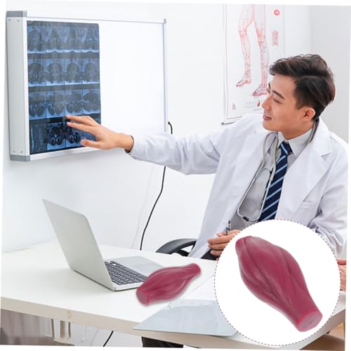 Modèle musculaire pour enseignement des sciences Cabilock silicone 1 Lb - 6