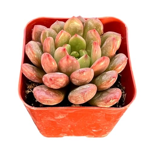 Sprout N Green Sedeveria Pink Ruby, Live Succulent Plant Fully