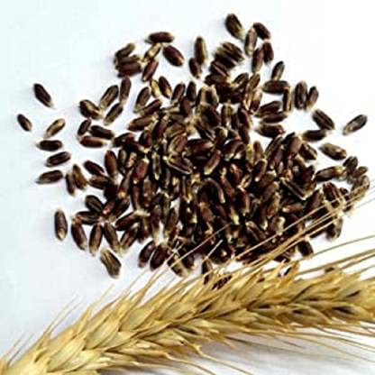 Image of Eywa Seeds & Exports Pvt Ltd Black Wheat Grains (5 Kg) For Eating And Cooking|Kale Gehu Daane|Produce Of India From Organic Farms By Eywa