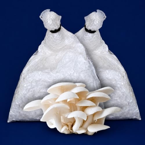 White Big-Size Oyster Mushroom Growing Spawn/Seed (Spawn + 2 PP Bags + Instruction), First Generation Edible F1 PO Variety High Yield Big Petal White Oyster Mushroom Seed for Mushroom Farming (800g)
