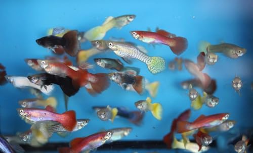 Family Pack of 25 Female Fancy Guppies for Aquarium