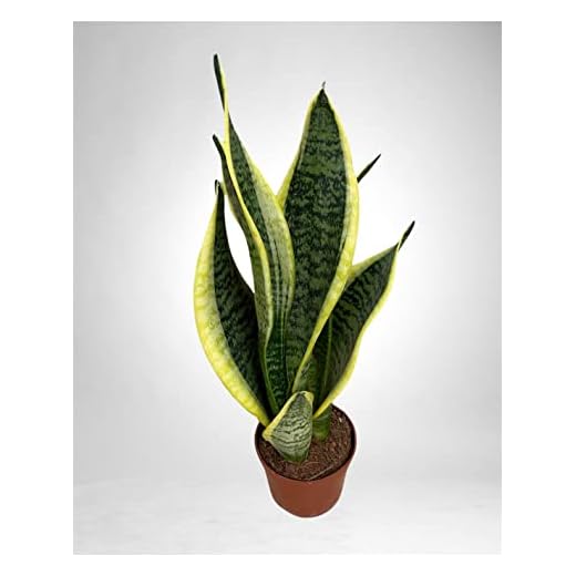 Pianta Sansevieria trif. Laurentii-Vaso 9