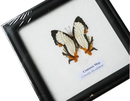 FRAMED REAL BEAUTIFUL THE COMMON MAP BUTTERFLY DISPLAY INSECT TAXIDERMY 5"X5"X1"