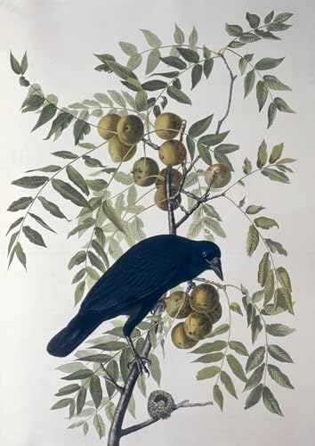 Corbeau Birds of America poster Audubon pour habiller un grand mur blanc vide avec élégance