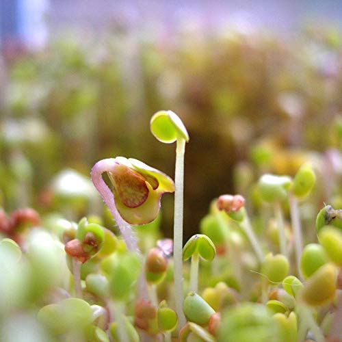 2 Lb Organic Non-GMO Whole Oat Grain Seeds (With Husk Intact) - Oats Seed Grains, for Sprouting, Oat Grass, Animal Feed, Storage & More - Thumbnail 2