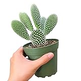 Opuntia Microdasys Bunny Ears Cactus (4 inch) | Angel Wing Cactus | Mickey Mouse Cactus | Easy to care, Rare succulent