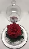 Rosas, rosas eterna, conservati rosa, cumpleaños, día actuales de la madre para la madre, presente, regalos de cumpleaños, aniversario, regalos aniversario