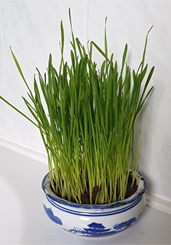 Cat Grass Seeds - Rye by Cat FurNature