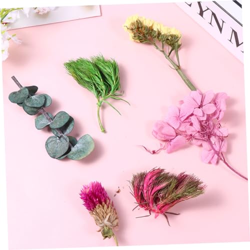 Materiales de Flores Secas para Manualidades y Decoración miniatura 3