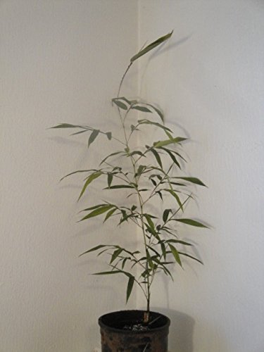 Semiarundinaria Fastuosa ‘Viridis’, Live Cold Hardy Temple Bamboo Plant.