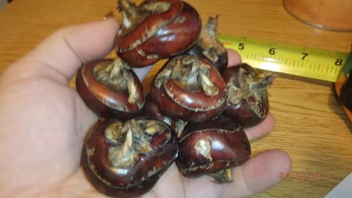 8 Bulbs of Chineese Water Chestnuts (Eleocharis dulcis), Sweet, Edible