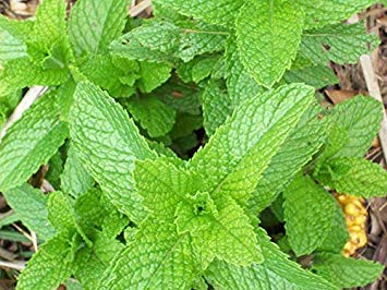 Potseed Germinazione I Semi: 15K Semi, o 1 grammo: Semi di Menta piperita di Zellajake Molti Formati Menta Facile Grow Tea 321