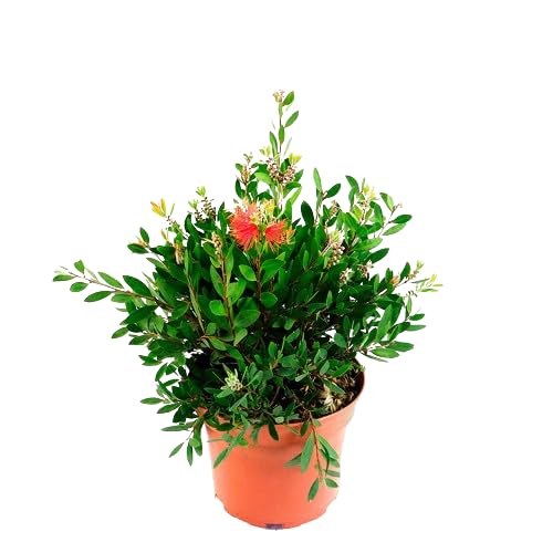 Calistemon Arbusto Natural Árbol Ornamental para Jardines