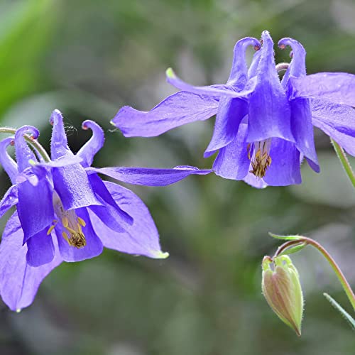 Purple Columbine Seeds Aquilegia Vulgaris Perennial Low Maintenance Cut Flower Attract Pollinators Deer & Rabbit Resistant Border Bed Outdoor 100Pcs Flower Seeds By Yegaol Garden #TOP2