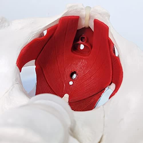 Female Pelvis And Perineum Model With Removable Organs, Magnetic Mounting, Female Pelvic Floor Muscle Anatomical Model & Uterus Vagina Ovary, Bladder, Rectum 6-Parts For Teaching Learning, Display #TOP5