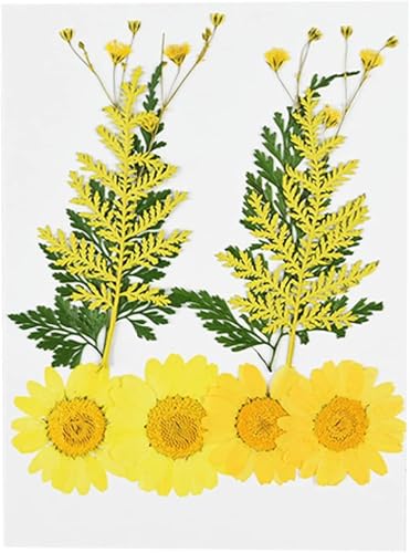 Flor seca pequeña para decoración DIY miniatura 5