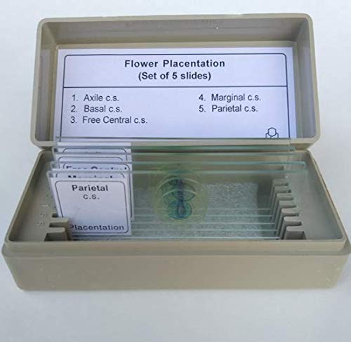 AIM Flower Placentation Prepared Slides (set of 5)-picture-21