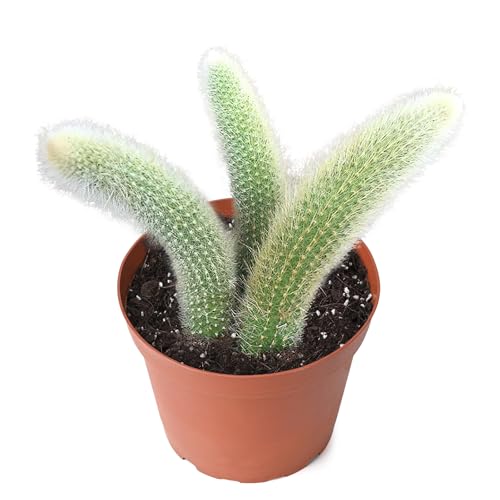 Sprout N Green Monkey Tail Cactus with 3 Heads, Live