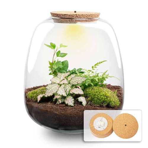 urbanjngl - Emma - Hedera Pink - Flaschengarten mit Licht - DIY Terrarium mit Pflanzen im Glas - Ø 23 cm 25 cm