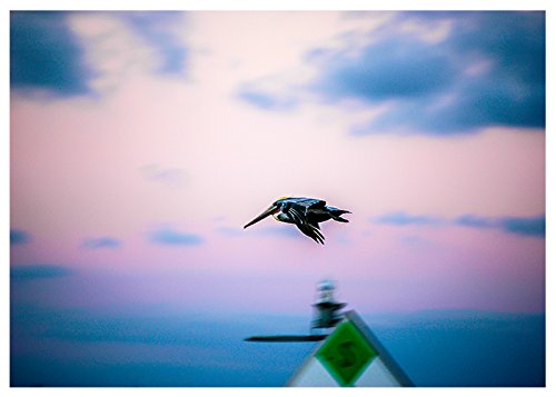 Pelican Flyby Fine Art Greeting Card (Blank Inside)