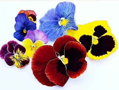 Winter Bedding Plants, Pansy 'Happy Faces', 20 x Full Plants, Winter Pansies, Garden Flowers, Flowering, Garden Ready and Ready to Plant, Premium Quality Flowers