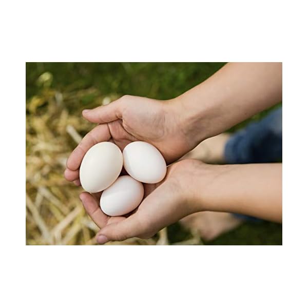 Amzey Shrimp & Mealworms 100 NonGMO Dried Mealworms HighProtein