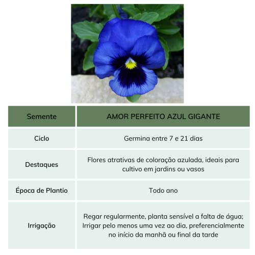 Kit 4 Sementes de Flores Amor Perfeito (Azul, Amarelo, Iraúna- Preto, Vermelho)