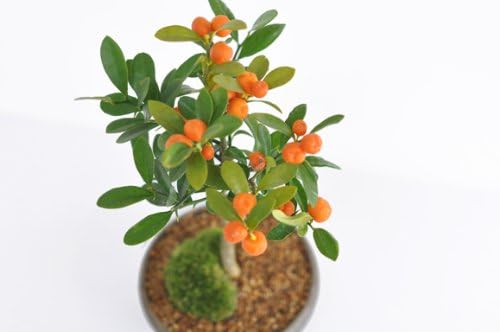 Amazon 盆栽妙 キンズ南国盆栽 樹高17cm 幅cm 盆栽妙 観葉植物 Amazon 盆栽妙 キンズ南国盆栽 樹高17cm 幅cm 盆栽妙 観葉植物