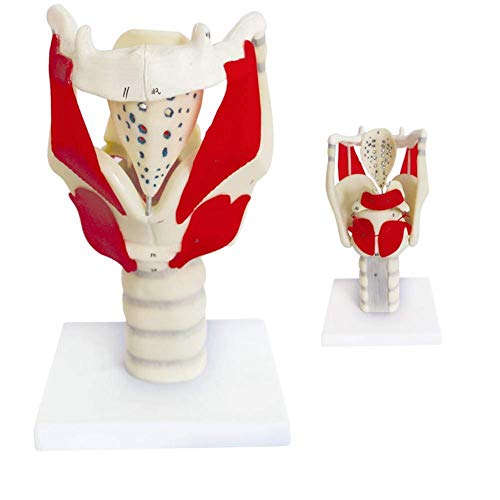 Modèle de larynx humain haute fidélité pour étude de la fonction du cou