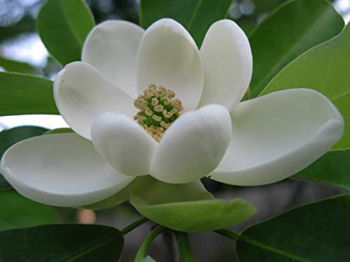 Sweetbay Magnolia Live Plant 12-18" In Height In Abp Container #TOP1