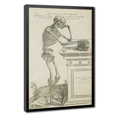 Anatomie humaine de Vesalius squelette sur toile avec cadre suspendu de 50cm