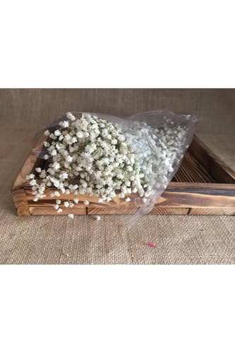 Ramo de Flores Secas Gypsophila Blanco miniatura 2