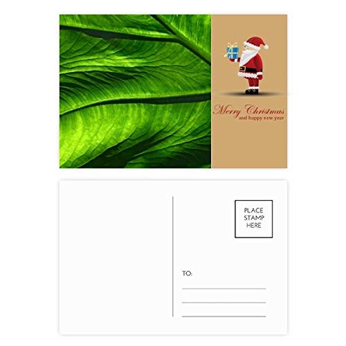 Cartes postales motif feuilles de banane lot de 20 papeterie tropicale et correspondance