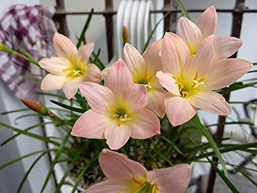 Image of Urban Gardens Rain Lily Mixed Bulbs (Dark Pink, Light Pink, Yellow, White, Lemon Yellow & Apricot), A Mix of 6 Varieties